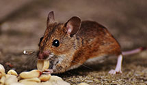 24 Hour & Emergency Exterminators in Morrisville, NC